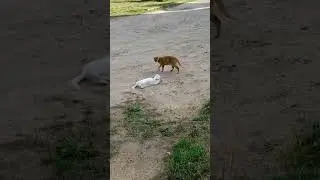 Хоть бы хны!