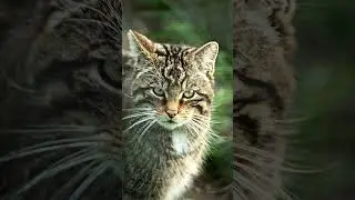 STARE OFF CHALLENGE!!  -  #shorts