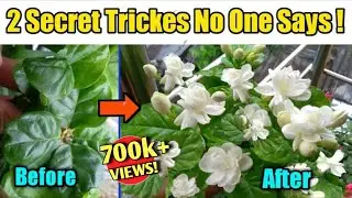 2 Most Effective Tricks to get MAXIMUM Flowers on Arabian Jasmine Plant/Get Maximum Jasmine flowers