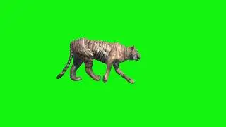 tiger green screen video footage right walk