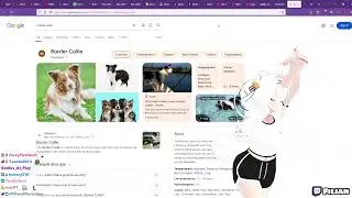 Border Collie Disorder - Filian doesn't know what a border collie is