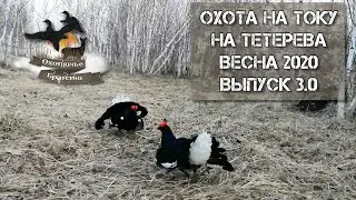 Охота на тетерева на току. Весна 2020. Выпуск 3.0