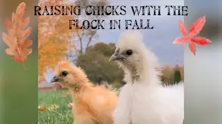 Raising chicks with the flock in fall 🍁 #chickens #backyardchickens #raisingchickens #fall
