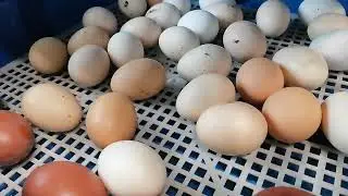26 апреля. Ждем пополнения.
