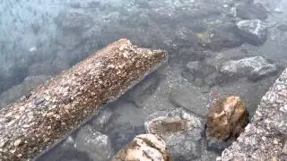 Cuttlefish (Σουπιά)