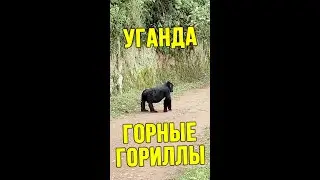 Уганда тур  🌴 Лес Бвинди и горные гориллы 