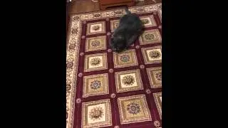 Daniel can't get up then falls