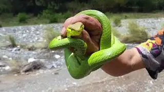 How to Catch a Snake | Living In a Bamboo Hut