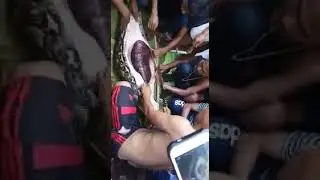 Python swallows woman.