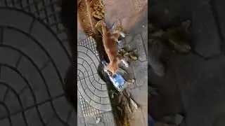 Kitten playing with bottle