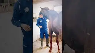 The Wisdom of the Chinese Farmer #horses #horselover #horseriding #horseing #horsefan #stallion