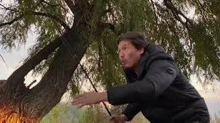 Алтын балык дагы 