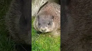 I Am The Cute Sparkle Watch Me Sploot #groundhog #cute #adorable #cutie #fur #paws #nose #ears