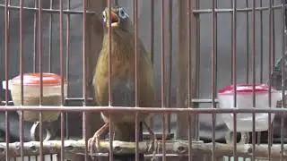Họa mi giai điệu rừng xanh