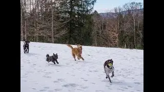 ORVIS Presents: Working Dogs