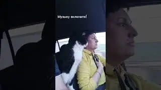 Кото путешествия.