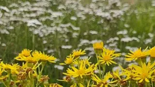 Flowers of the Field