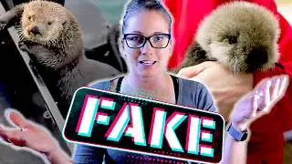 FAKE Animal Rescues Are Hurting Real Animals