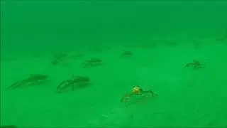 Tuna Crabs