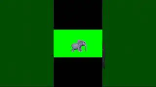 GREEN SCREEN WALKING ELEPHANT 