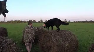 Аджилити по колхозному