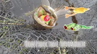 Ловля на поверхностные приманки. Лягушку и утёнка атакуют щуки.