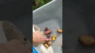 НАЧАЛИ СБОР УРОЖАЯ КАРТОФЕЛЯ 😍