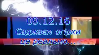 9 грудня саджаємо огірки)