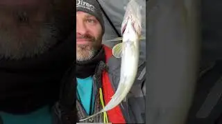 So Many Tiny Ice Walleyes  