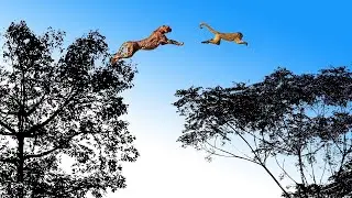 Increible salto de leopardo para cazar mono
