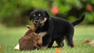 Cute baby animals Videos Compilation cutest moment of the animals - Cutest Puppies