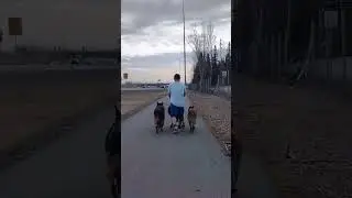 walking with my kids and my two dogs.