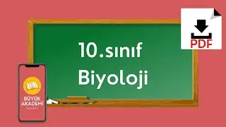 3)MİTOTİK EVRE