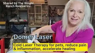 Laser Therapy review | Domer Cold Laser Therapy for dog
