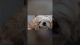 The Dog Transformation #shorts
