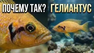 Знакомство с Neolamprologus helianthus