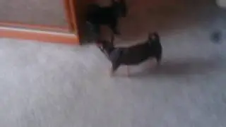 За жопу