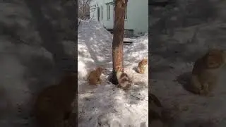 Ждуны 🤣 #забавныеживотные #кот #котики