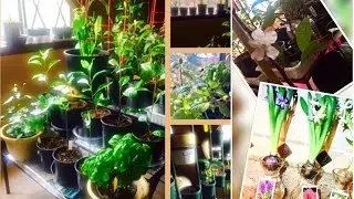 #indoorgardening Year-Round! Over 100 Edible Plants Sun Only! & Propagating Longevity Spinach