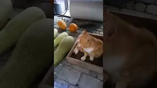 🐈 😽Рыжий котейка охраняет осенний урожай... 