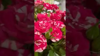 Дарите женщинам цветы!🌹🌸 #цветы #горшочеквари #сезоноткрыт #букеты #даритеженщинамцветы #цветочки