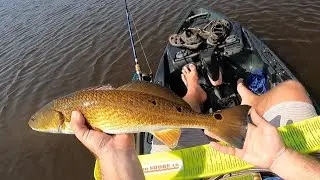 Trying to Sight Cast Tailing Drum on West Cove
