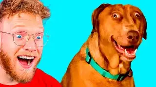 Try NOT To LAUGH (FUNNIEST DOG VIDEOS)