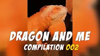 Dragon and Me - Compilation 002