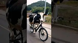 Сигирга хам ургатишибди