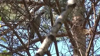 Охота на рябчика с манком - Hunting in Russia Hazel Grouse - Järpjakt
