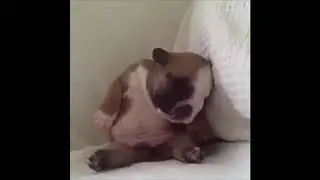 смешных собак  Песни