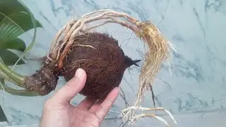 🛑 Cara Membuat Bonsai Kelapa Dari Tunas Sampai 5 Bulan‼️