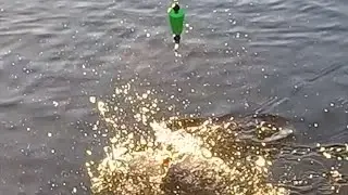 Something Worth It,  Pumpkin Trout Catch Clean Cook