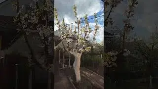 Перепривитая черешня зацвела.